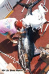 454 pound tournament blue marlin