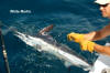 We specialize in catching marlin and other billfish. 